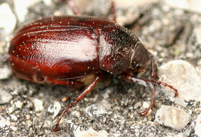 Phyllophaga sp.