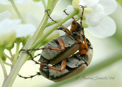 Rose Chafers Mating-Macrodactylus subspinosus #3127