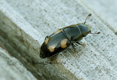 Sap Beetle