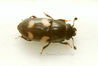 Sap Beetle
