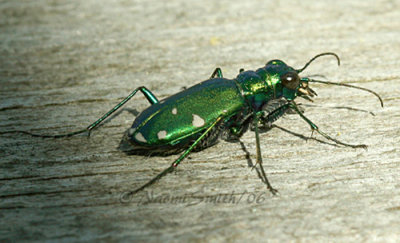 Cicindela sexguttata-Six-spotted Green Tiger Beetle