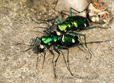 Cicindela sexguttata-Six-spotted Green Tiger Beetles Mating