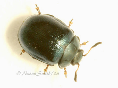 Willow Leaf Beetle