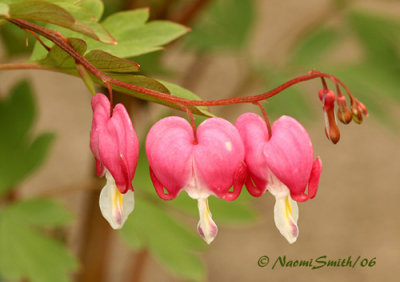 Bleeding Hearts-Dicentra spectabilis