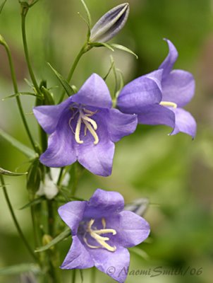 Campanula-Bell Flowers