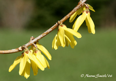 Forsythia