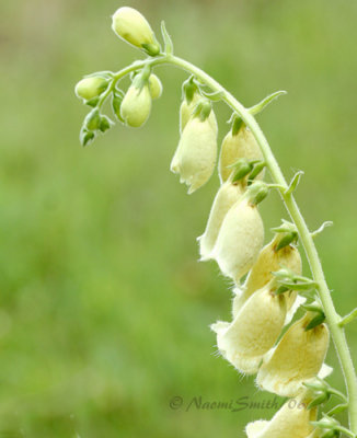 Foxglove-Digitalis #3231