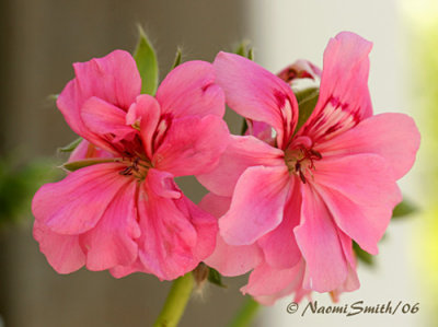 Geranium