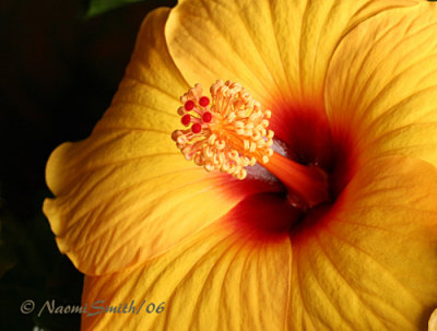 Hibiscus