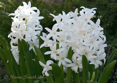 Hyacinth White