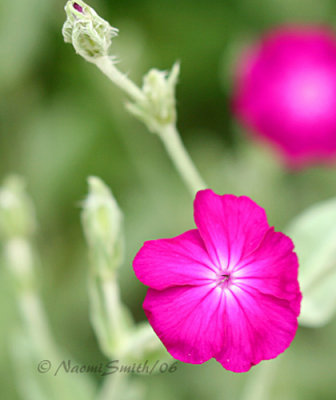 Lychnis coronaria #4100