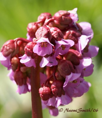 Bergenia crassifolia