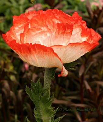 Poppy