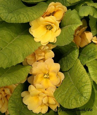 Primrose Double-E.