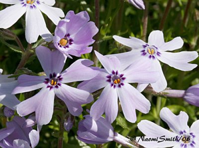 Garden Phlox