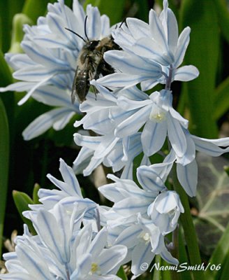 Puschkinia and mating bees