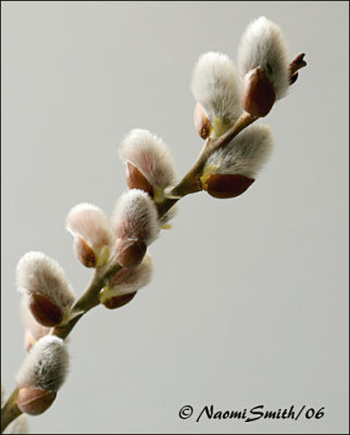 Pussy Willow-Salix discolor