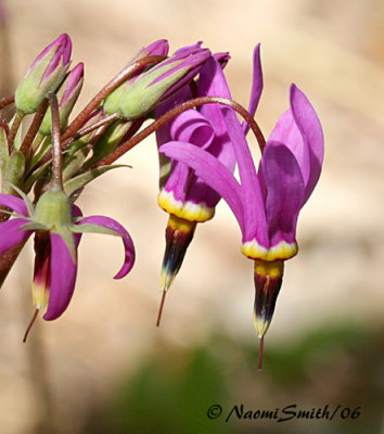 Dodecatheon pulchellum -Shooting Stars