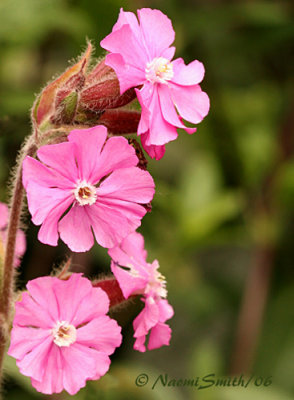 Unident. Pink Flower