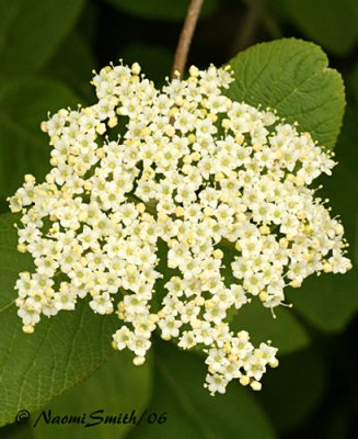 Virburnum