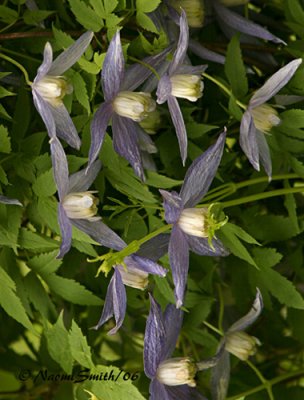 Clematis alpina