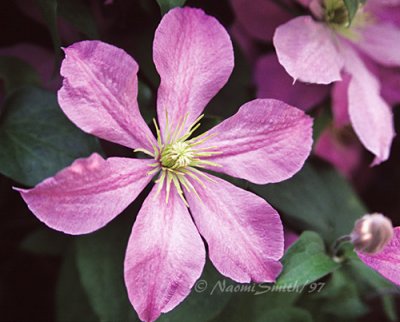 Clematis Hadley