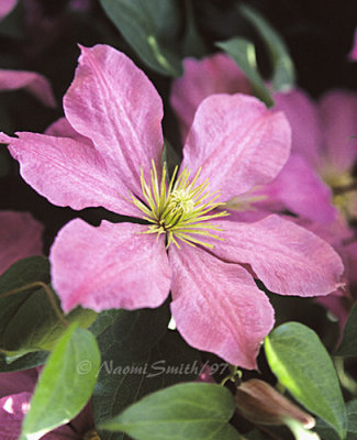 Clematis Hadley