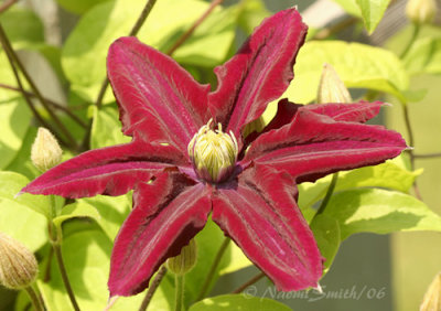 Clematis Niobe #2610