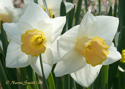 Daffodils