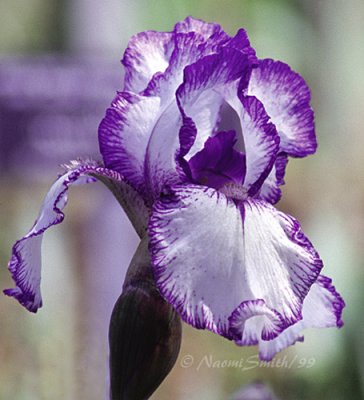Iris