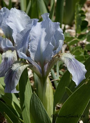 Iris-Blue
