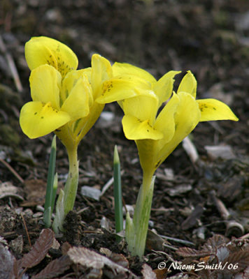 Iris danfordii