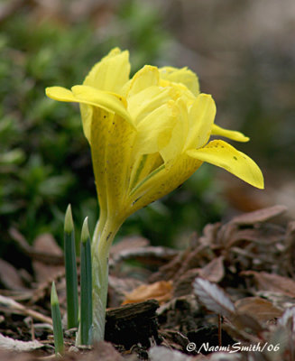 Iris danfordii