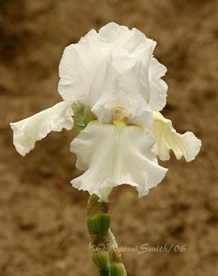 Iris Dresden Green #1700