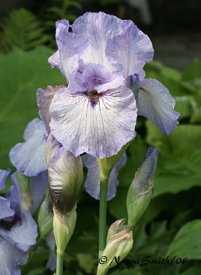 Iris