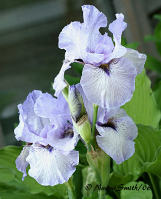 Iris
