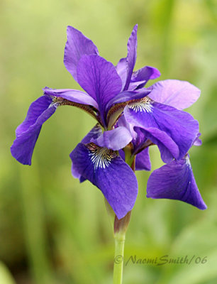 Iris #2393
