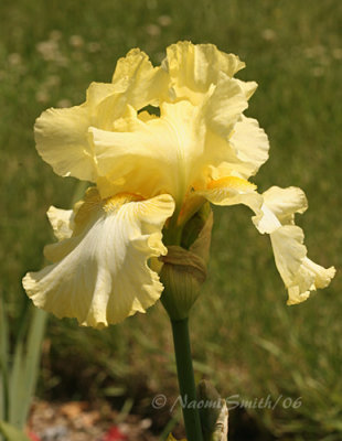 Iris Yellow #2544