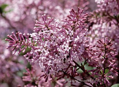 Syringa pubescen -  Wild lilac