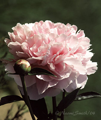 Peony Pink