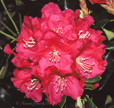 Red Rhododendron