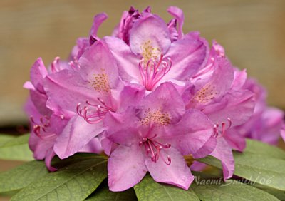 Rhododendron #1628