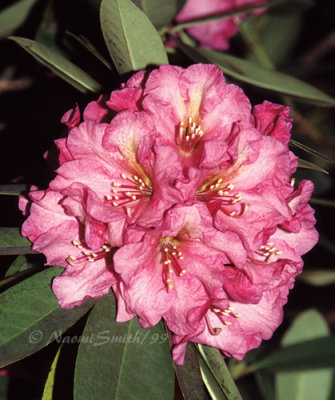 Rhododendron Pink