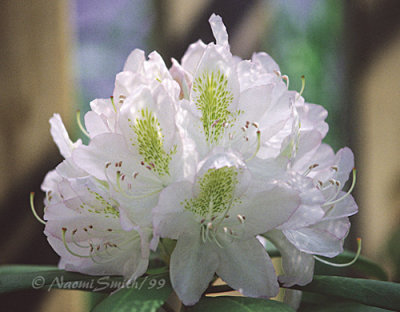 Rhododendron White