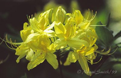 Rhododendron Yellow