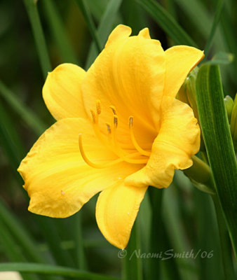 Day Lily #4117