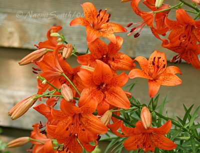 Lilies Orange #3882
