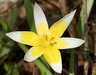 Tulipa dasystemon (tarda)