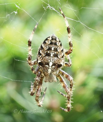 Araneus diadematus