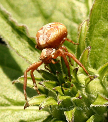 Crab Spider #2526